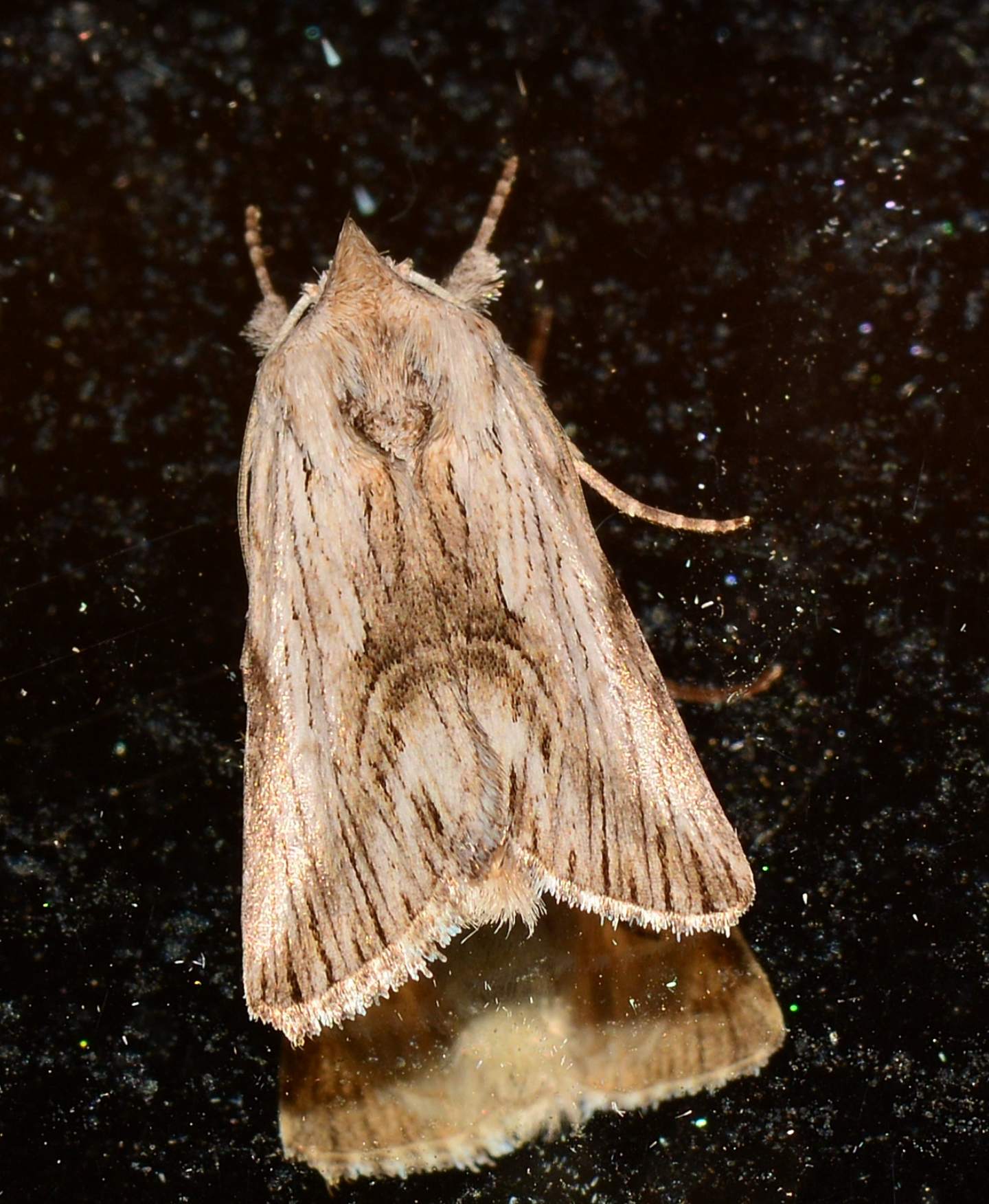 Calophasia? S, Calophasia platyptera, Noctuidae