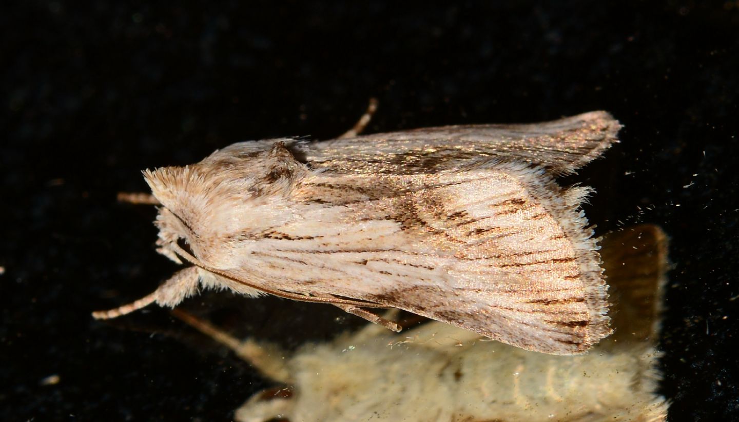 Calophasia? S, Calophasia platyptera, Noctuidae