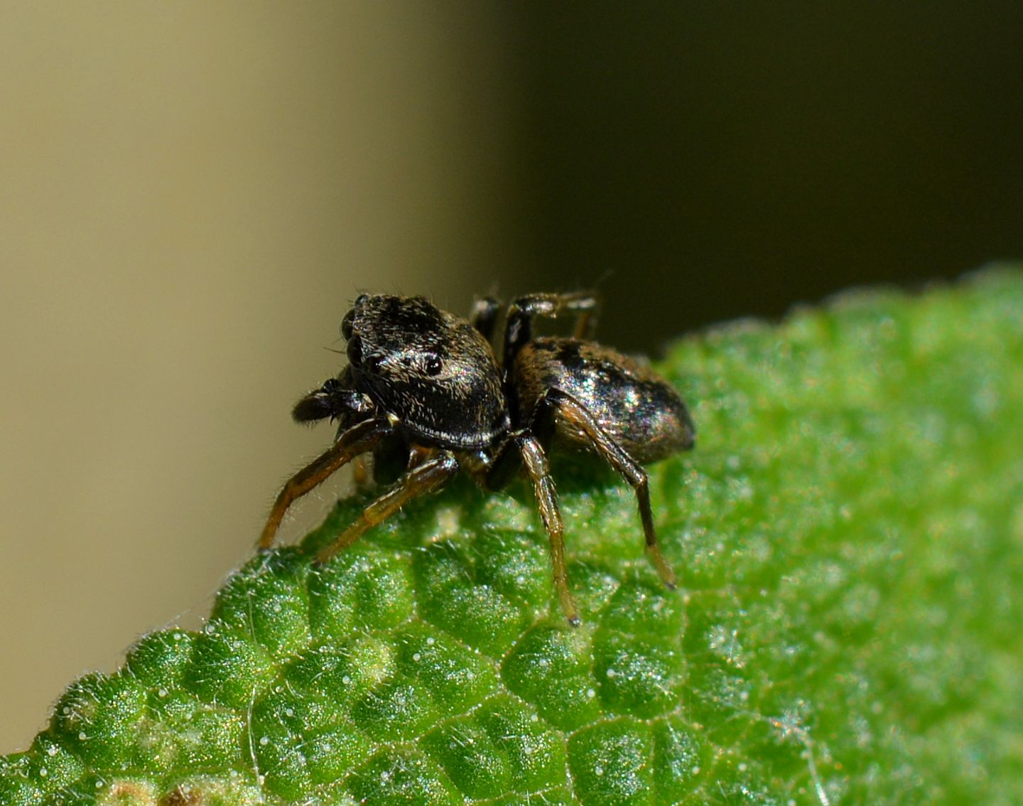 Salticidae scuro: Heliophanus sp.  -  Mediglia (MI)