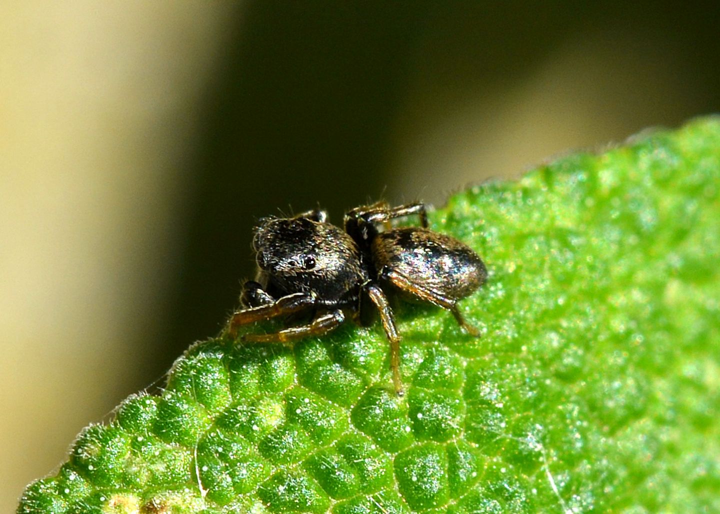 Salticidae scuro: Heliophanus sp.  -  Mediglia (MI)