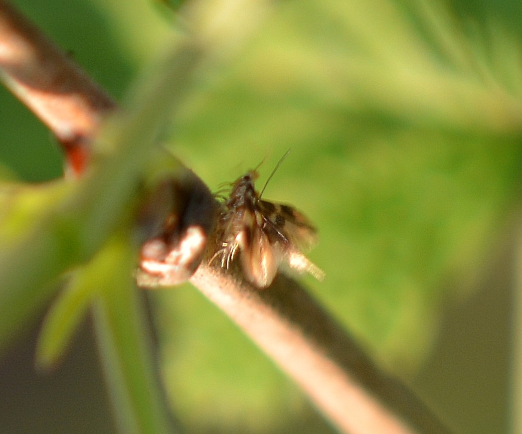 id farfallini - Micropterix sp, Micropterigidae