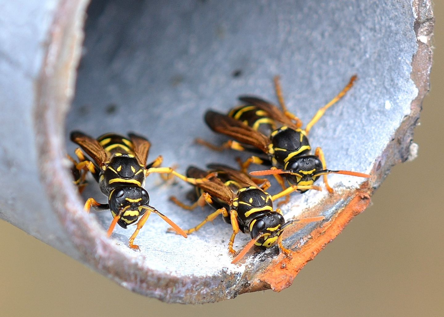 Polistes del tubo...Polistes cfr. dominulus