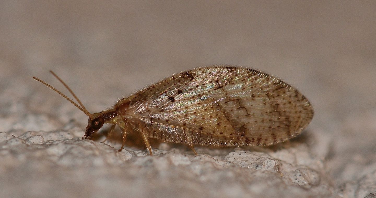 Hemerobiidae: Hemerobius humulinus