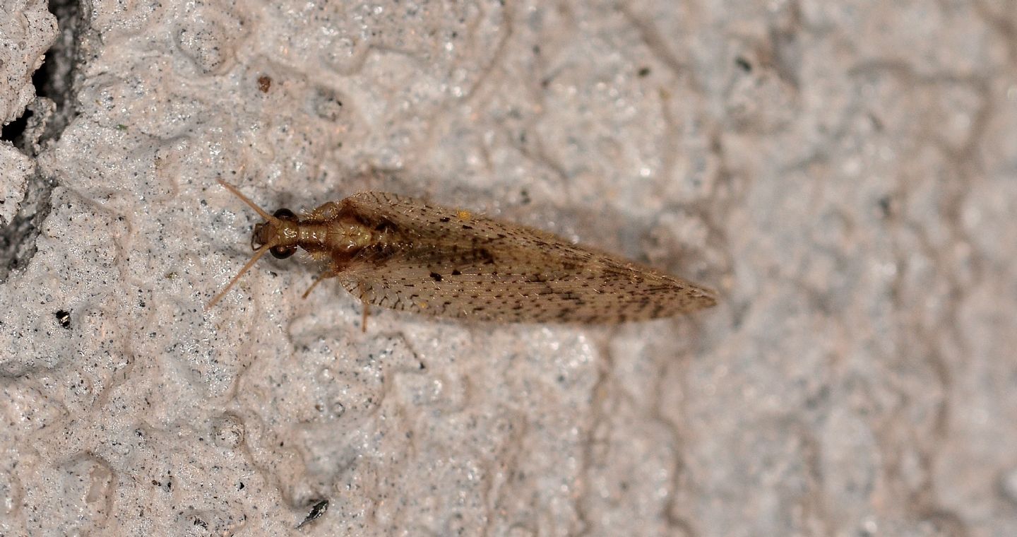 Hemerobiidae: Hemerobius humulinus