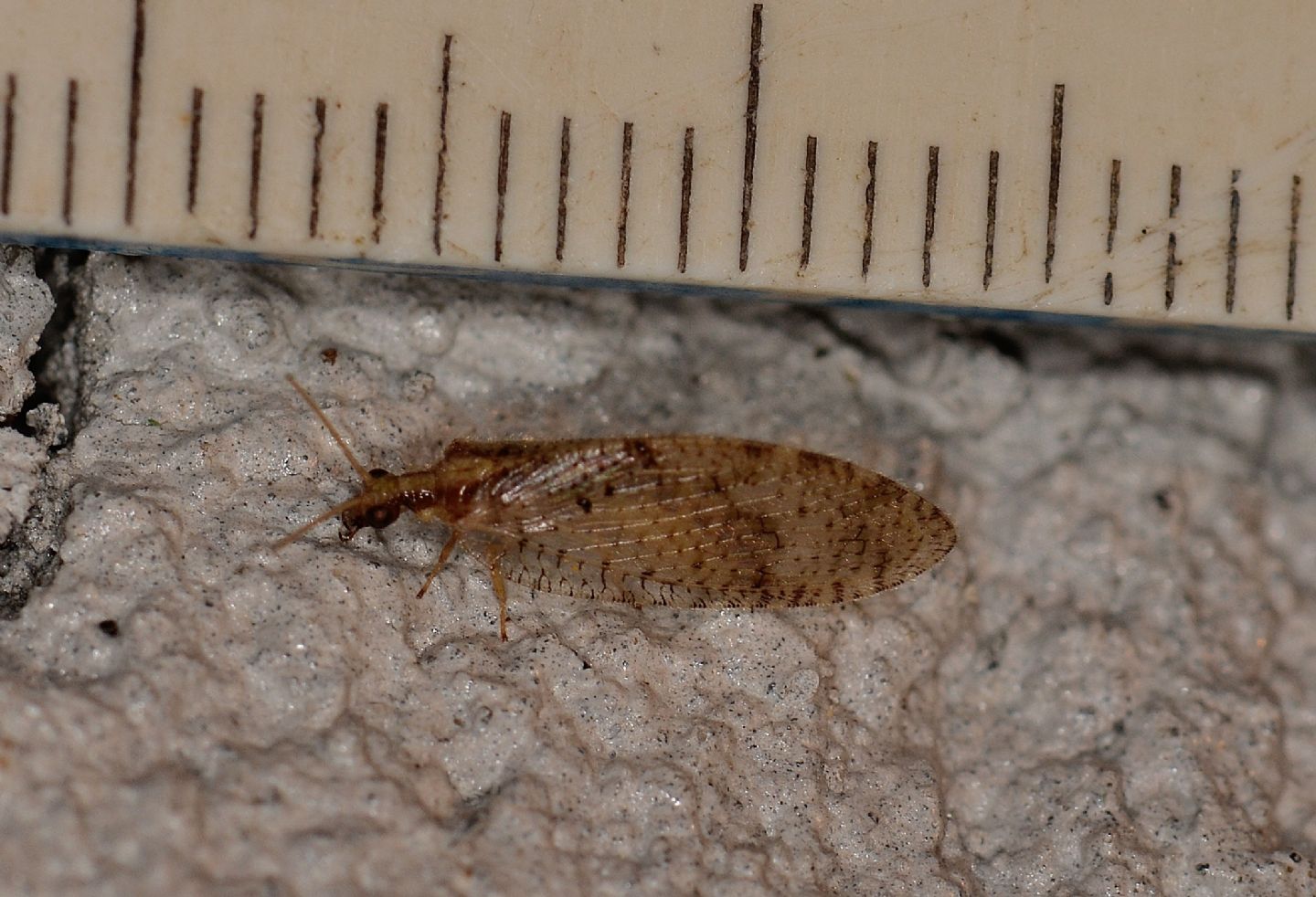 Hemerobiidae: Hemerobius humulinus