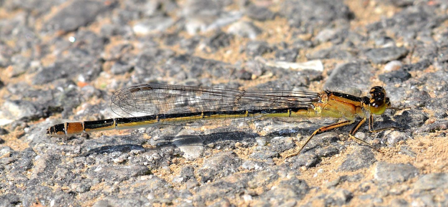 Ischnura elegans f. rufescens obsoleta, femmina