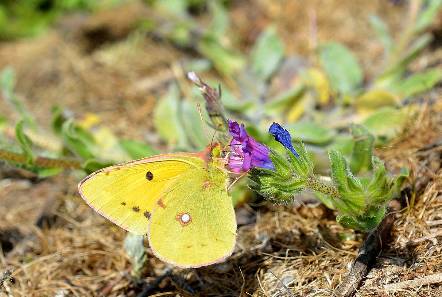 Colias aurorina ?? No, Colias crocea, Pieridae