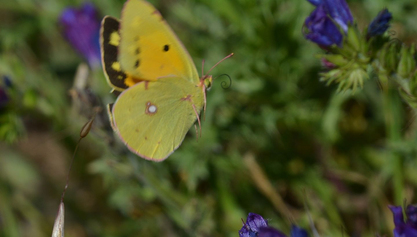 Colias aurorina ?? No, Colias crocea, Pieridae