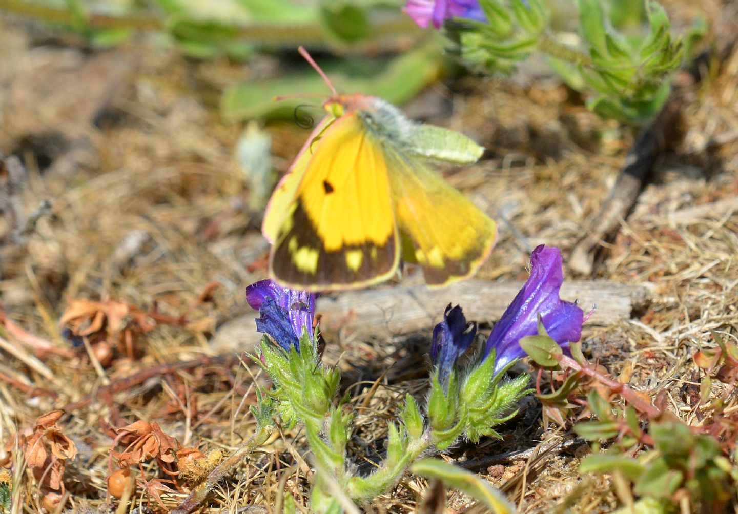 Colias aurorina ?? No, Colias crocea, Pieridae