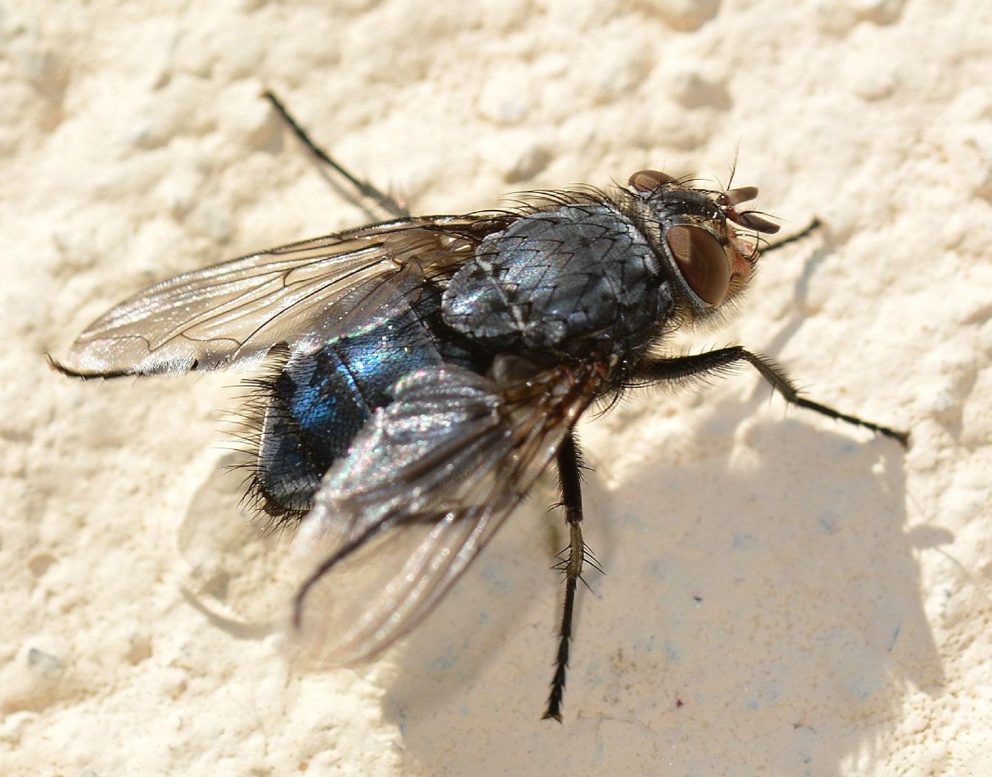 forse Calliphora ? Si. C. vicina femmina