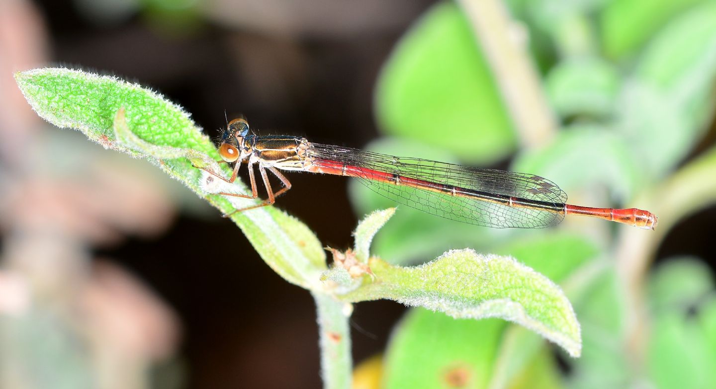 Ceriagrion tenellum, femmina