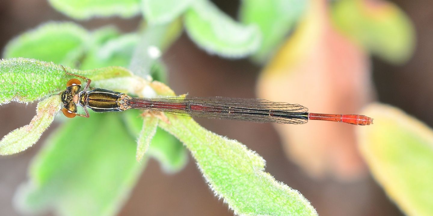 Ceriagrion tenellum, femmina