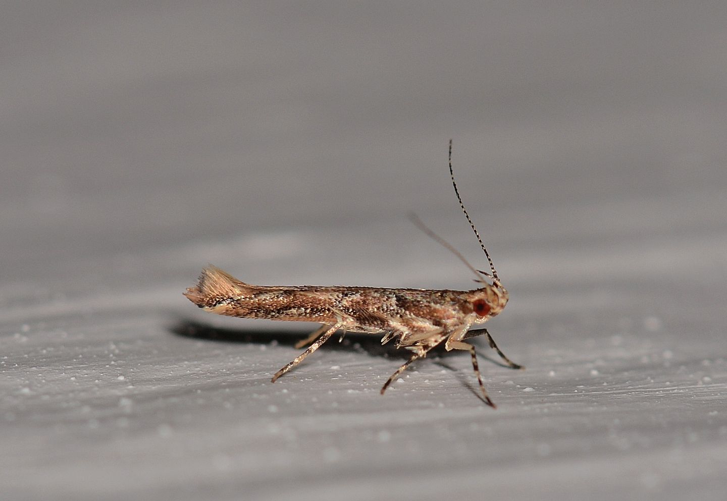 farfallina del Giglio - Anatrachyntis badia - Cosmopterigidae