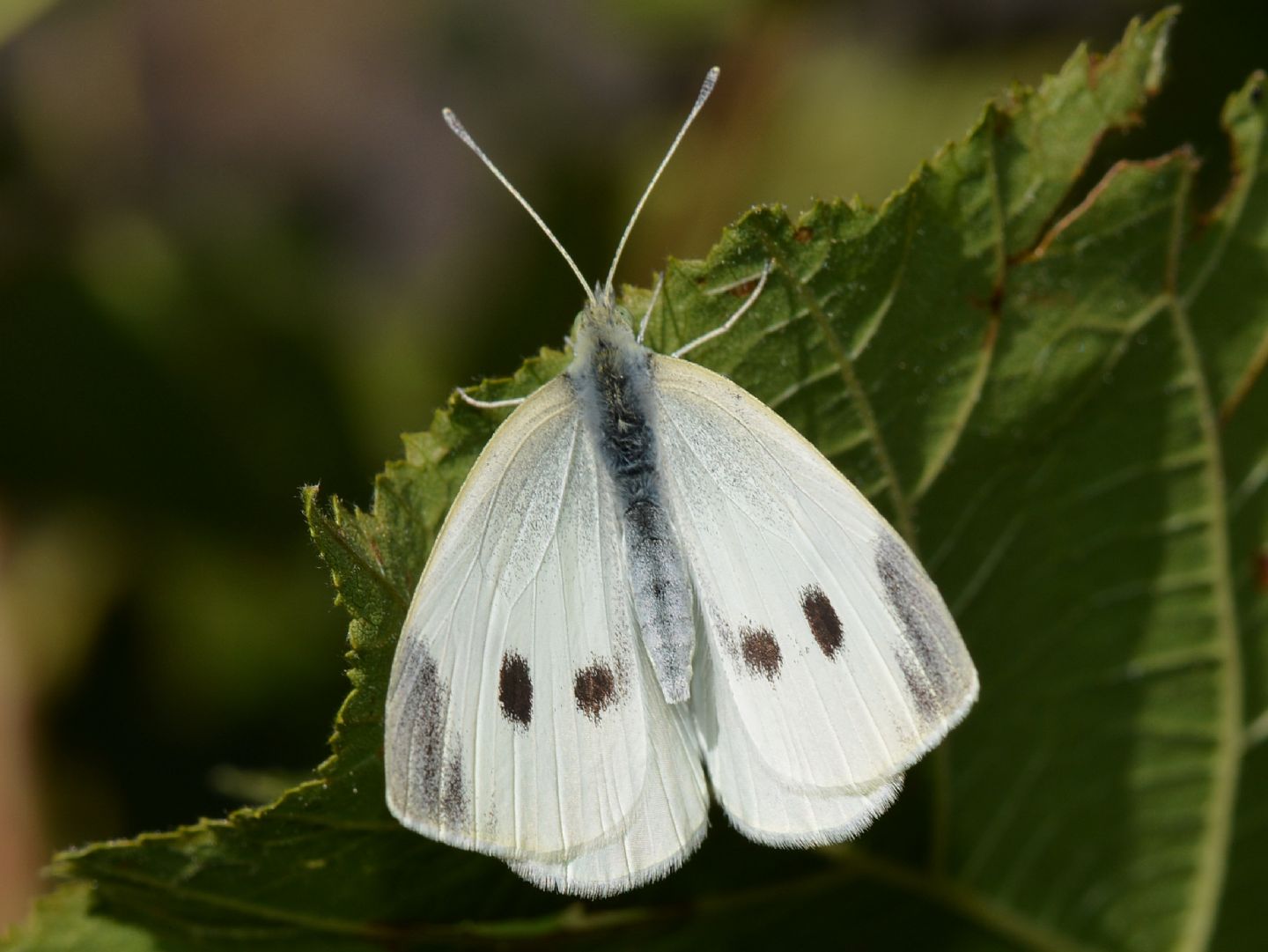 Pieris ??