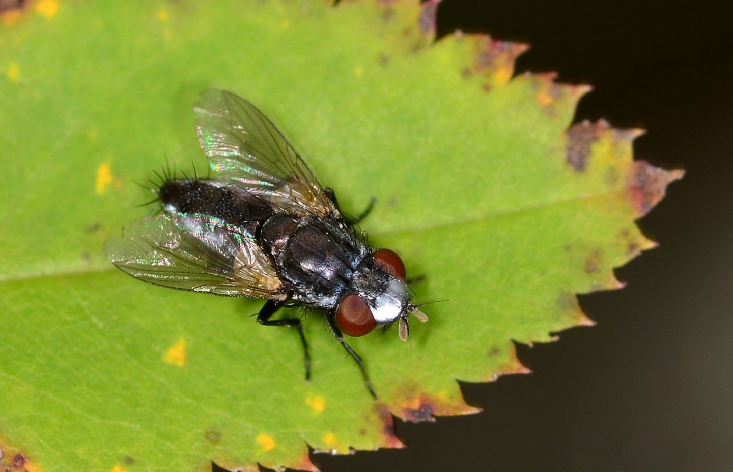 mosca scura: Maschio di Metopia gruppo argyrocephala  (Sarchophagidae)