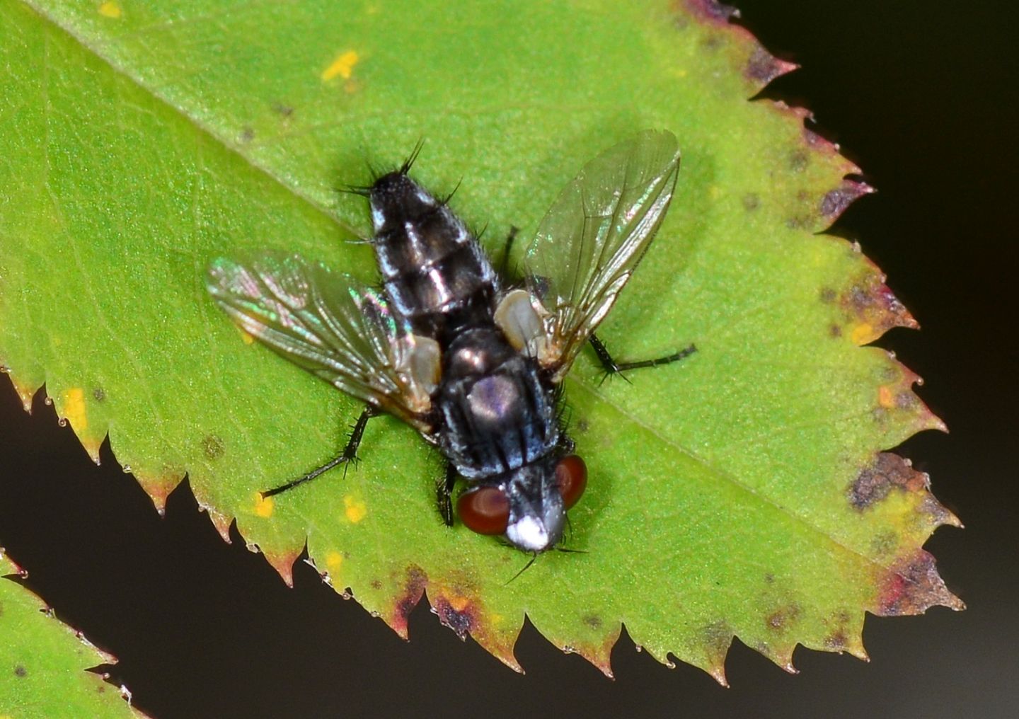 mosca scura: Maschio di Metopia gruppo argyrocephala  (Sarchophagidae)