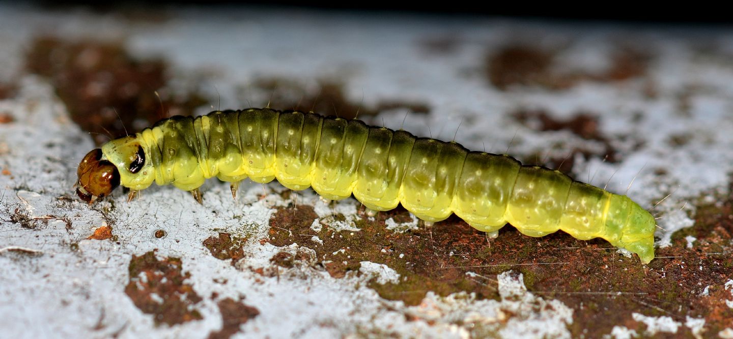 Larva verde giallo nera - Cfr. Ptycholoma lecheana, Tortricide