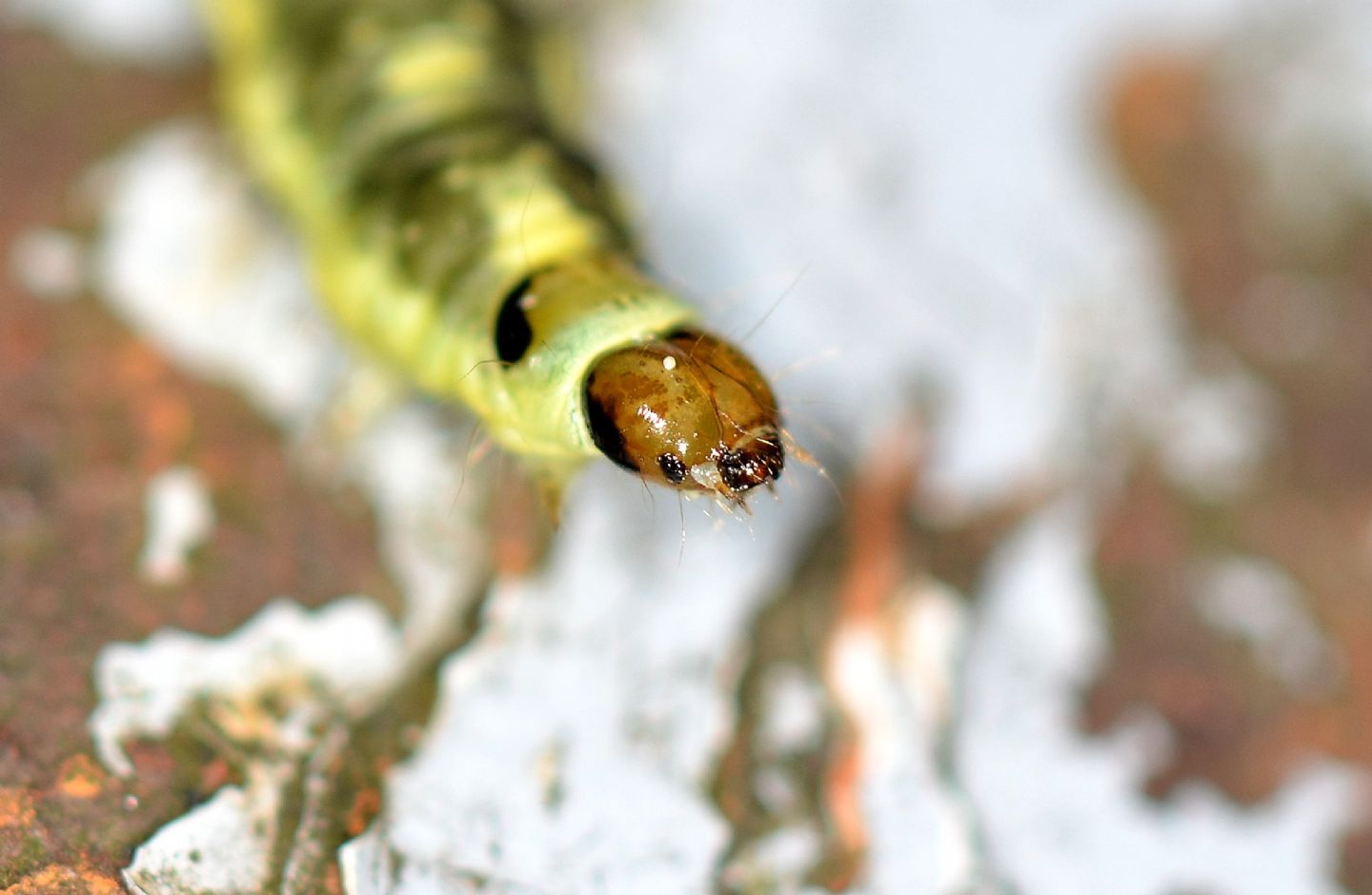 Larva verde giallo nera - Cfr. Ptycholoma lecheana, Tortricide