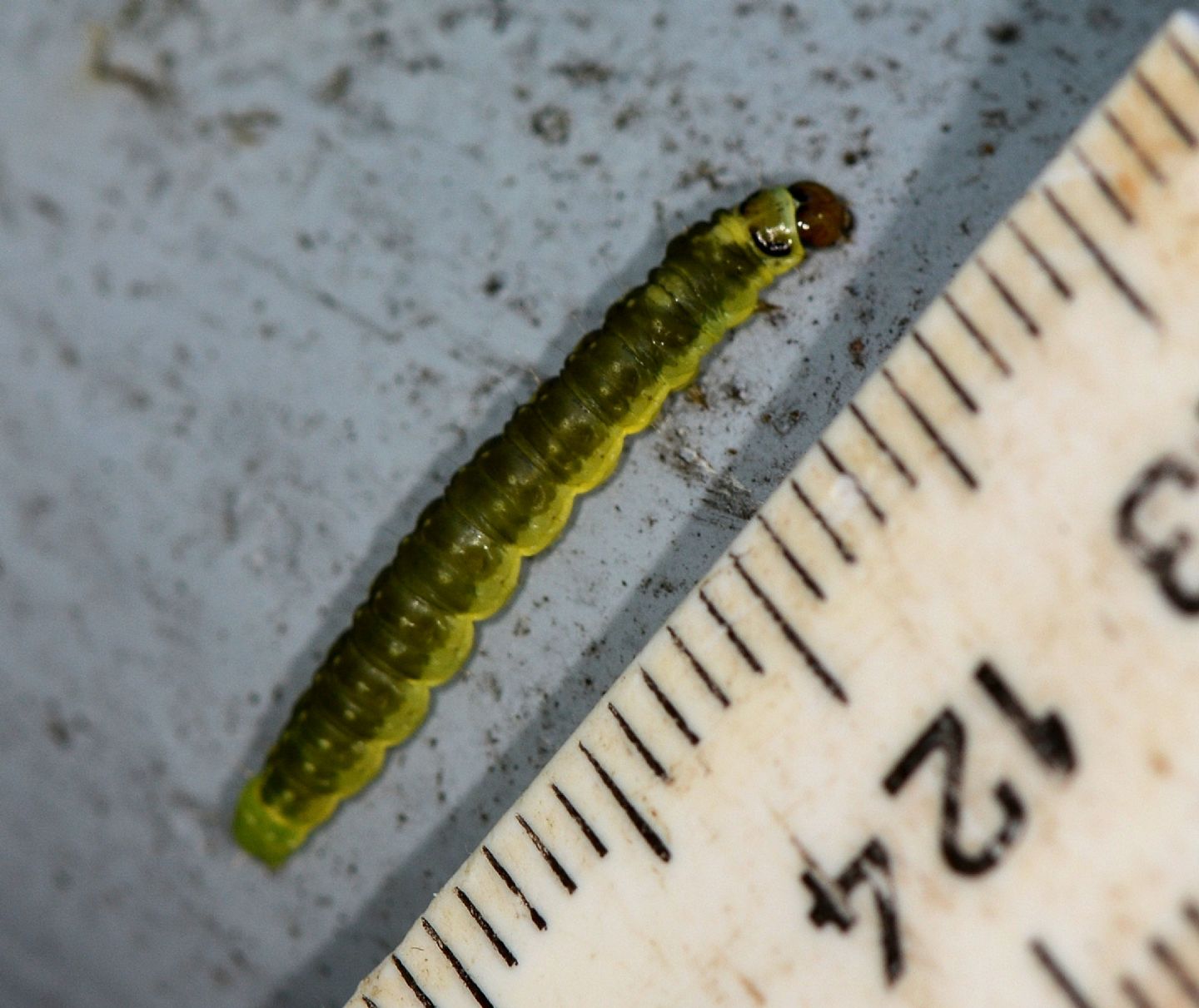 Larva verde giallo nera - Cfr. Ptycholoma lecheana, Tortricide