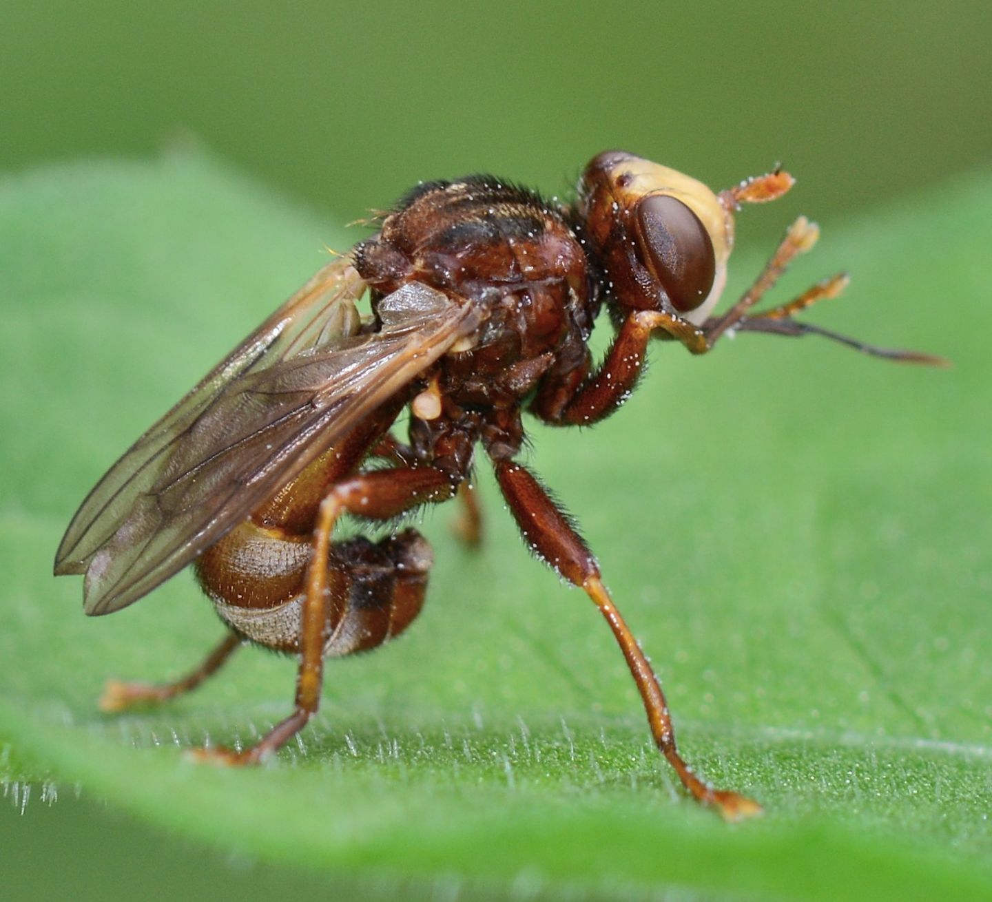 Conopidae: Sicus cfr ferrugineus