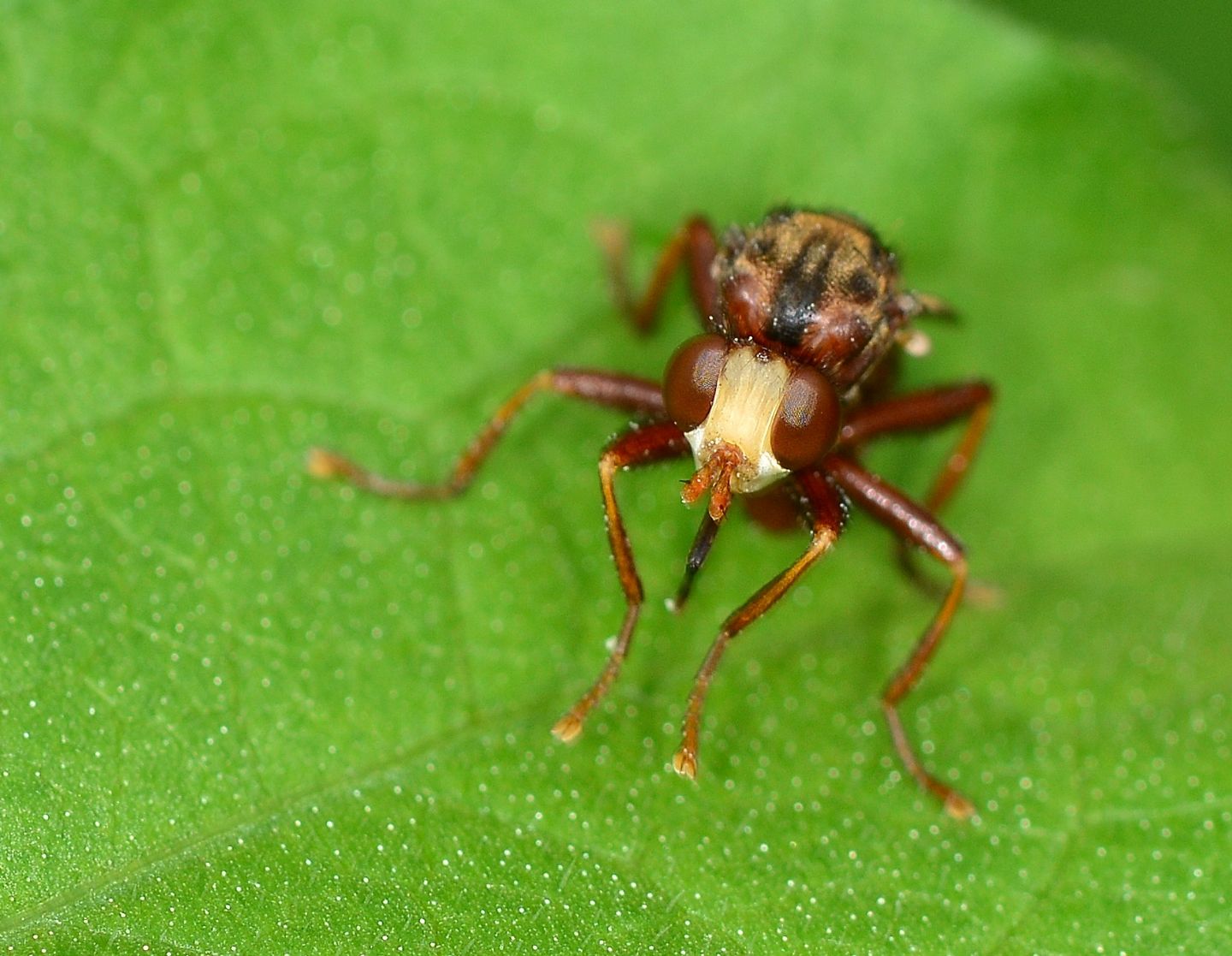 Conopidae: Sicus cfr ferrugineus