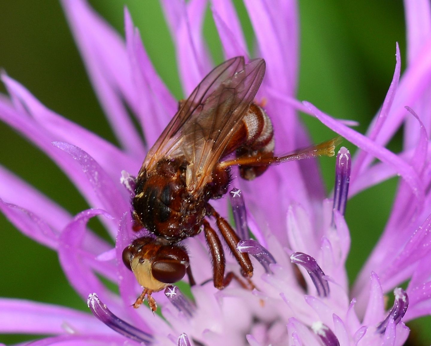 Conopidae: Sicus cfr ferrugineus