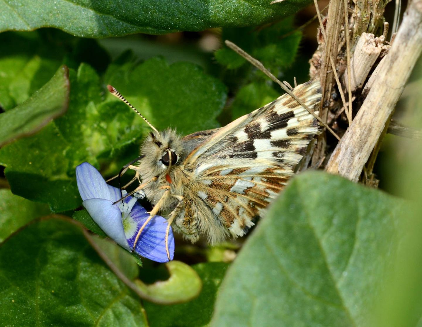 Hesperidae da ident. - Pyrgus malvoides