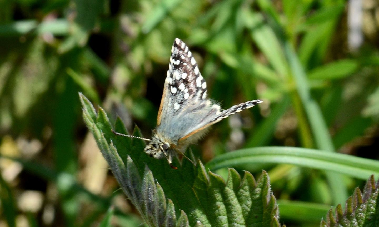 Hesperidae da ident. - Pyrgus malvoides