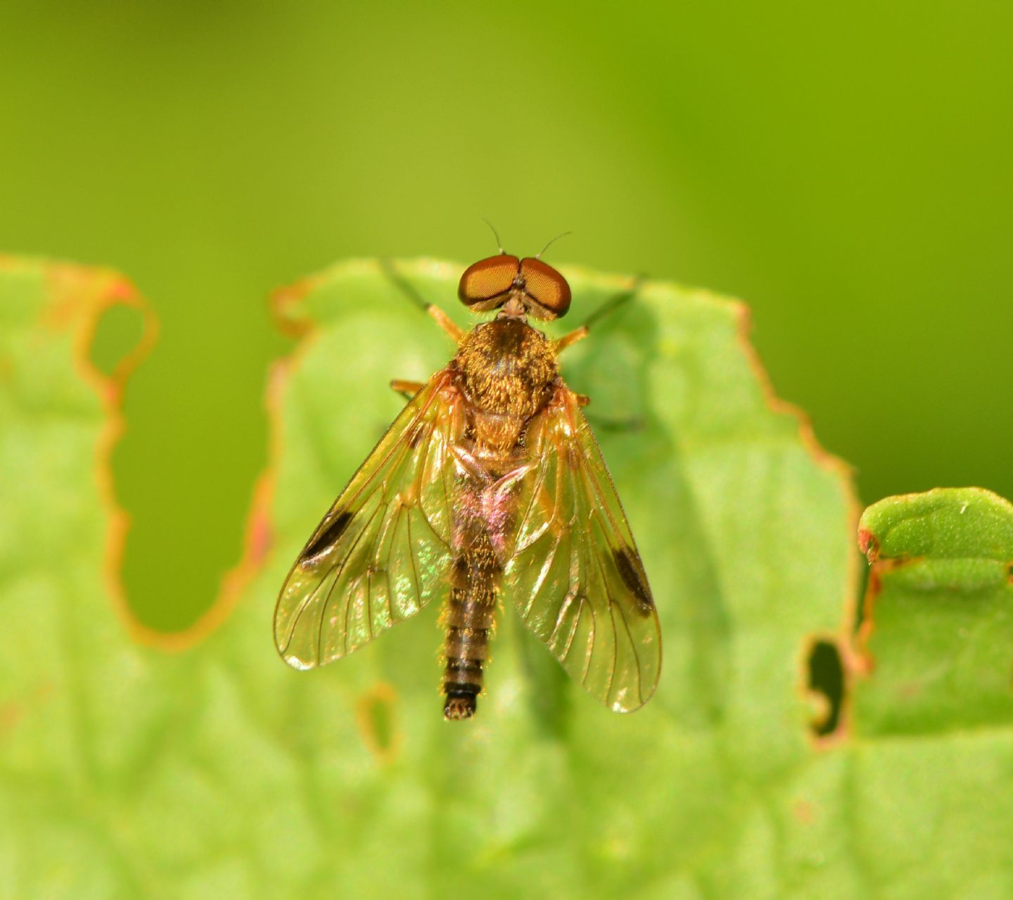 Rhagionidae: Chrysopilus cfr. luteolus,  maschio