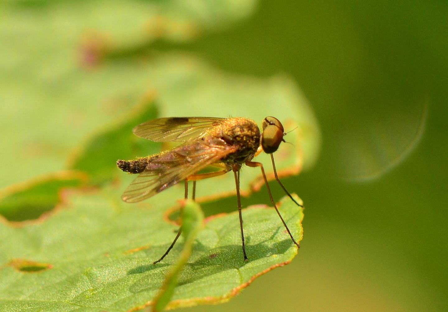 Rhagionidae: Chrysopilus cfr. luteolus,  maschio