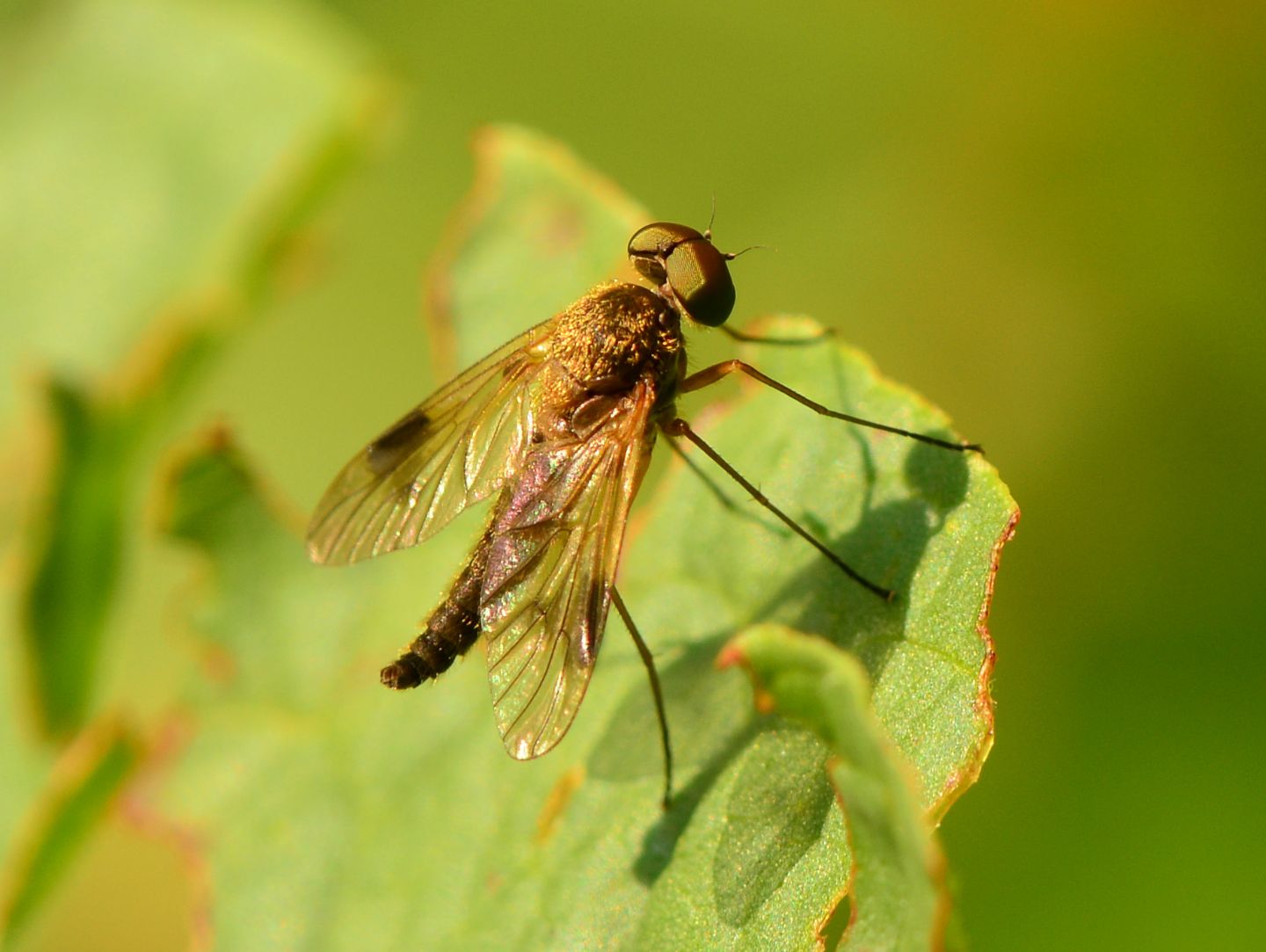 Rhagionidae: Chrysopilus cfr. luteolus,  maschio