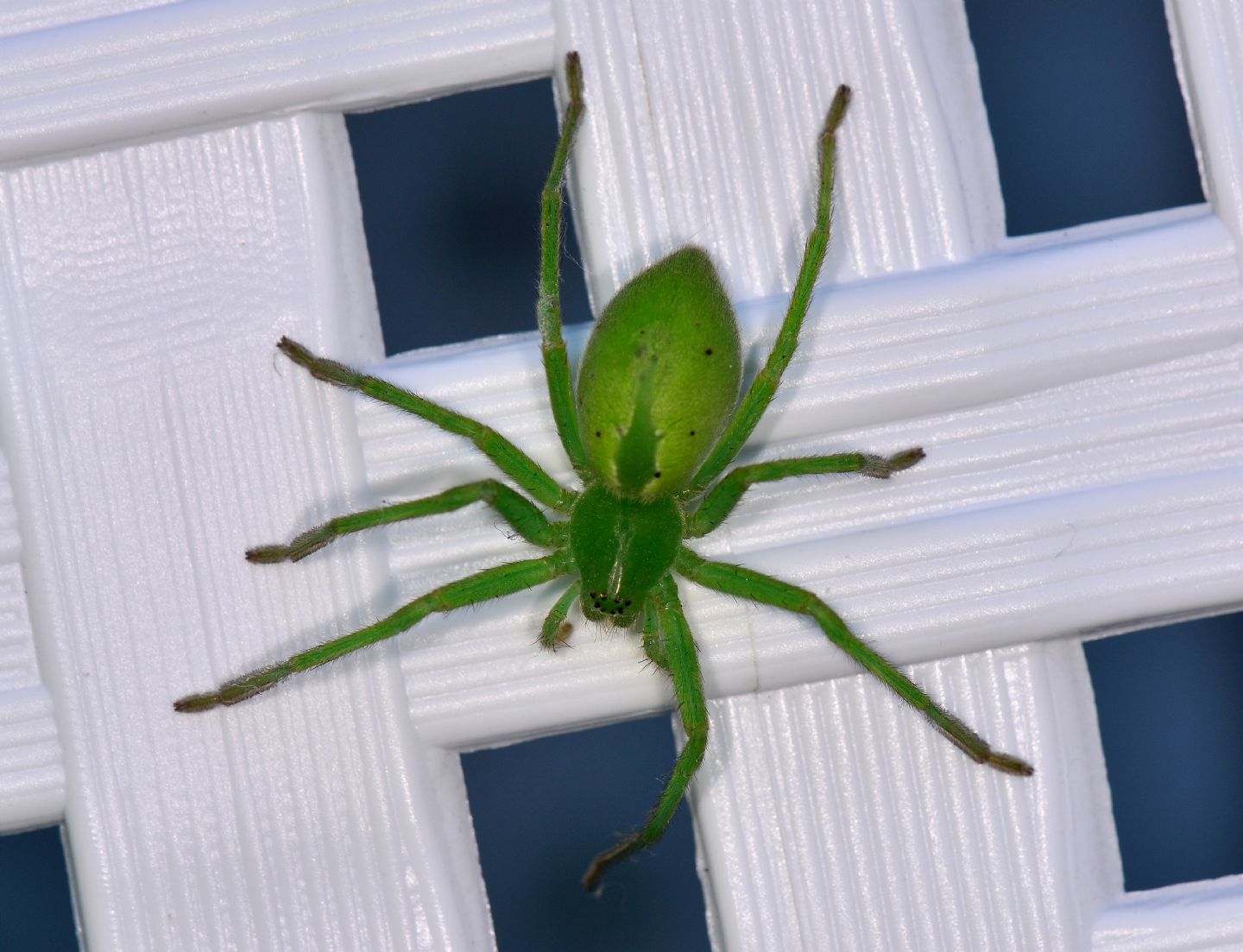 Micrommata ??   S, Micrommata virescens - Bannio Anzino  (VB)