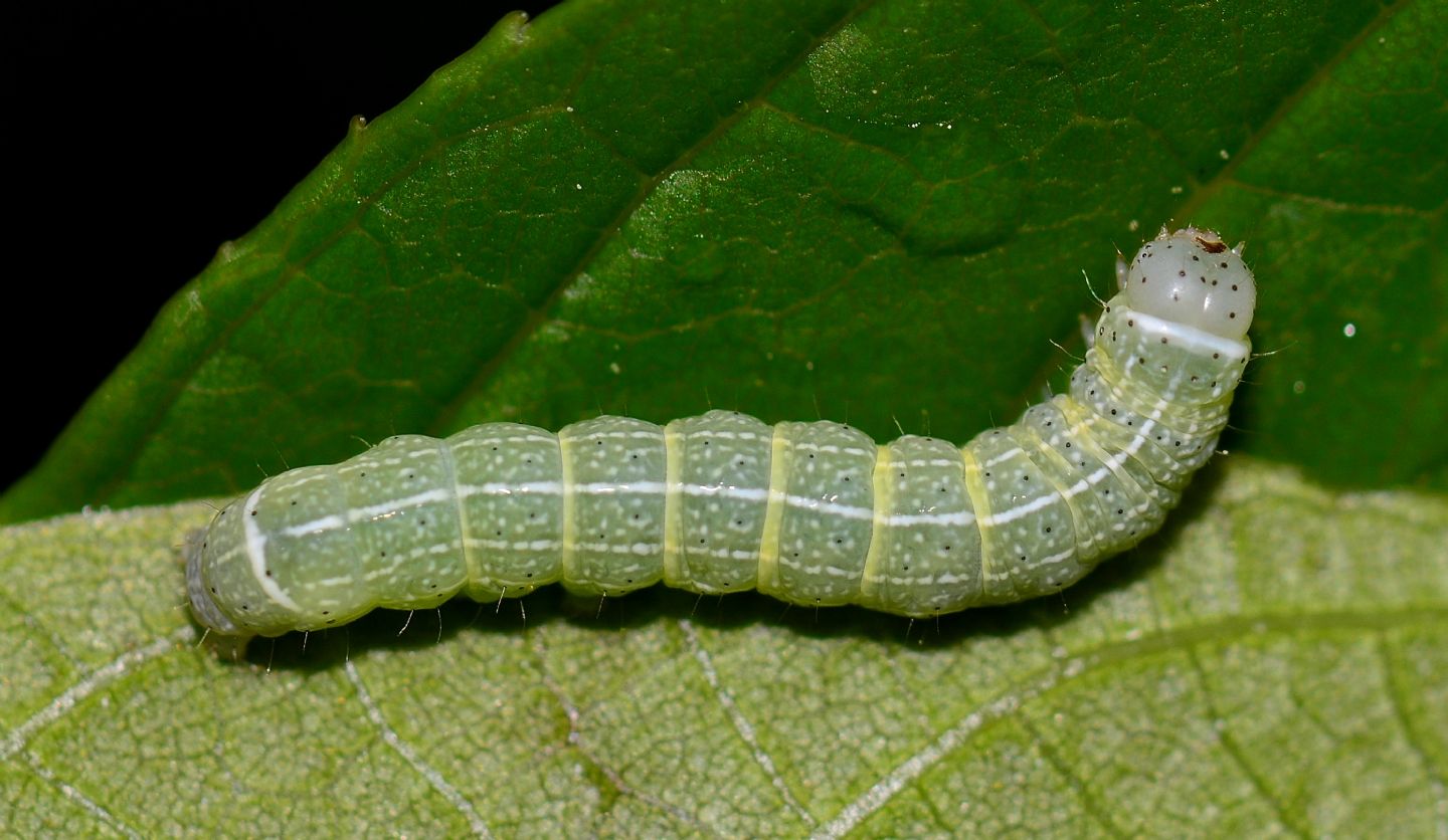 larva verde - Orthosia (Monima) cerasi, Noctuidae