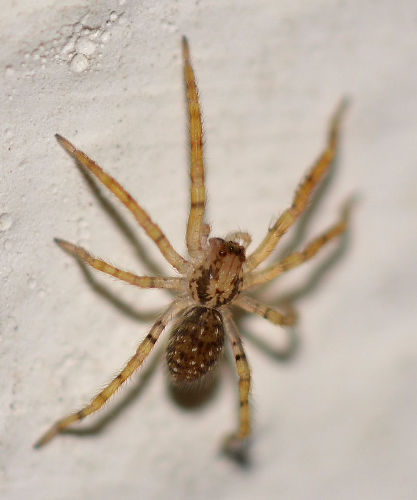 Zoropsis sp. (sling)    - Isola del Giglio (LI)