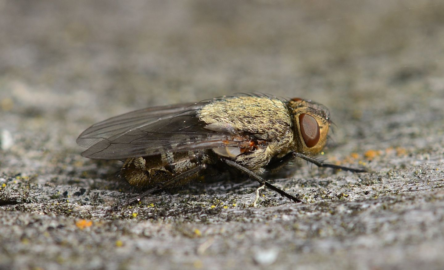 Femmia di Pollenia sp. (Calliphoridae)