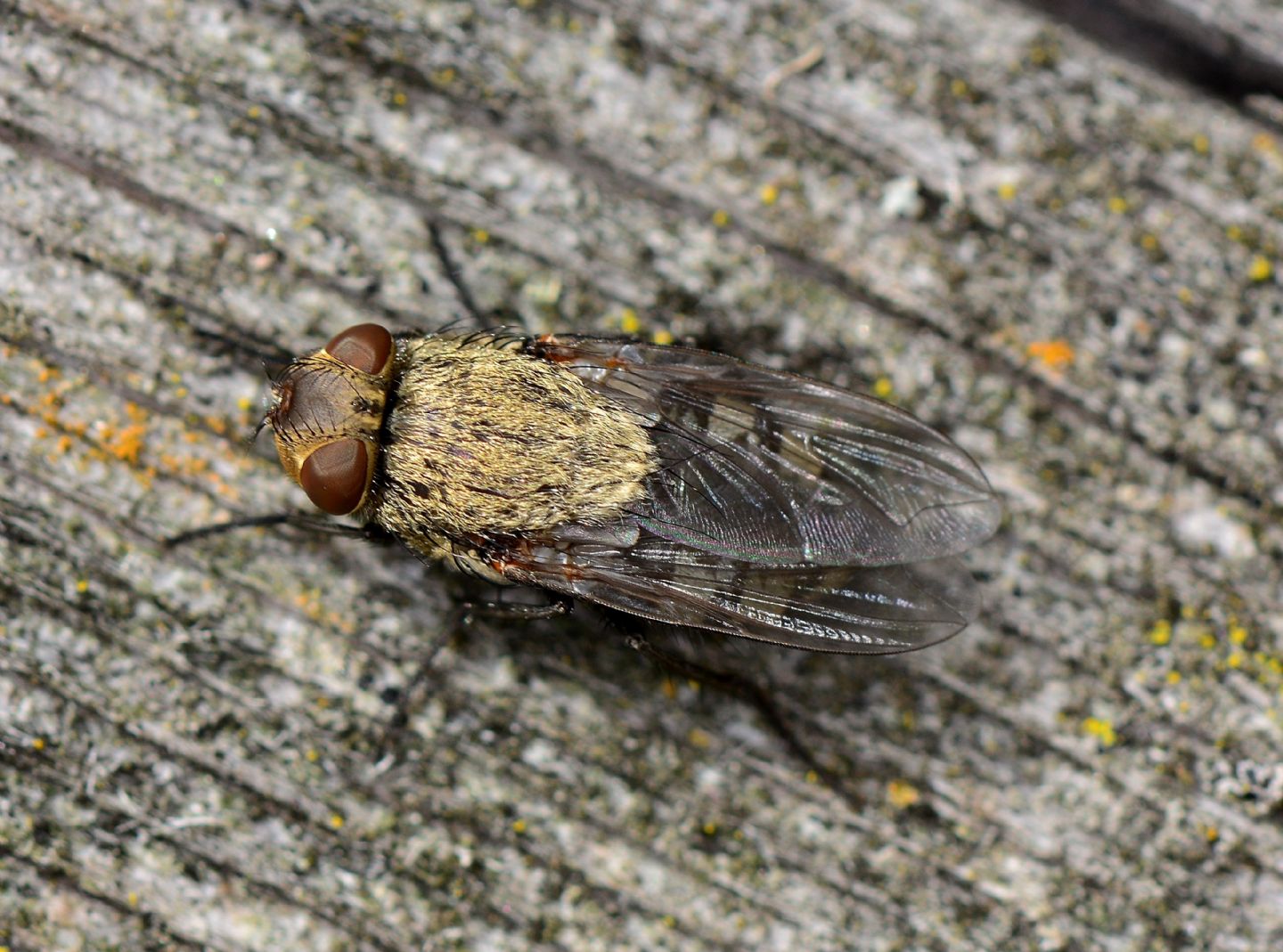 Femmia di Pollenia sp. (Calliphoridae)