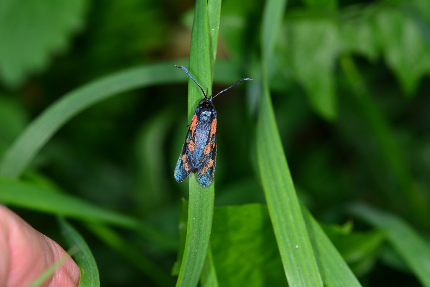 Zygaena da id