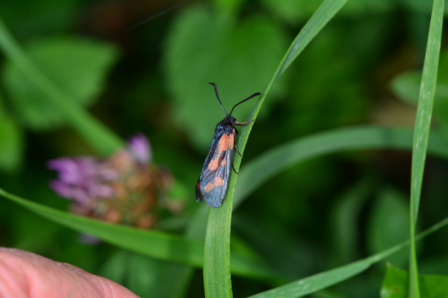 Zygaena da id