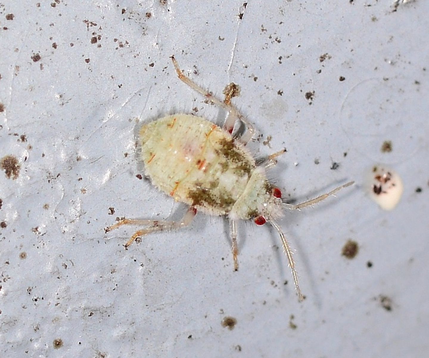 ninfa di Miridae: Deraecoris sp.