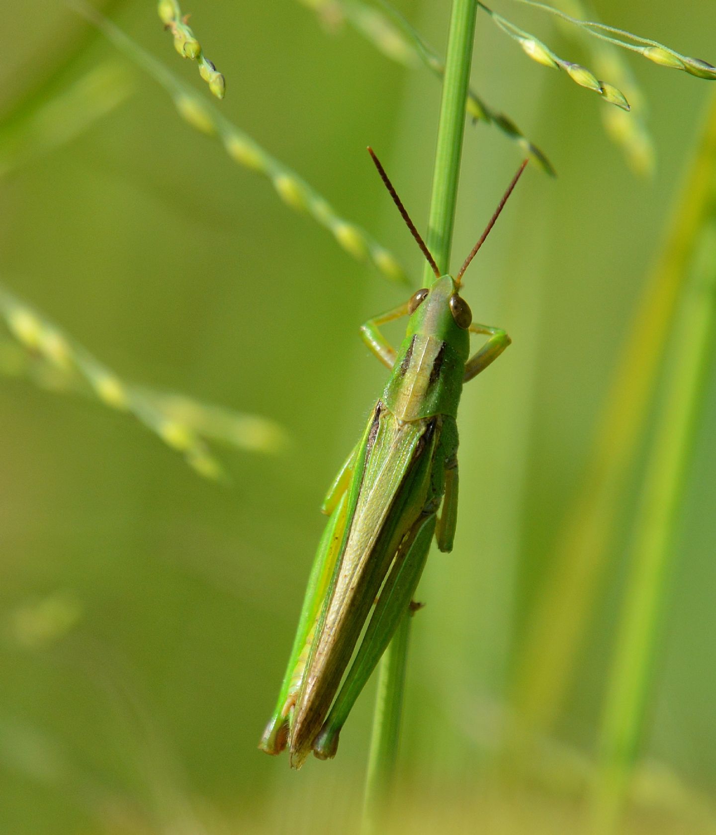 Acrididae;  cfr. Paracinema tricolor