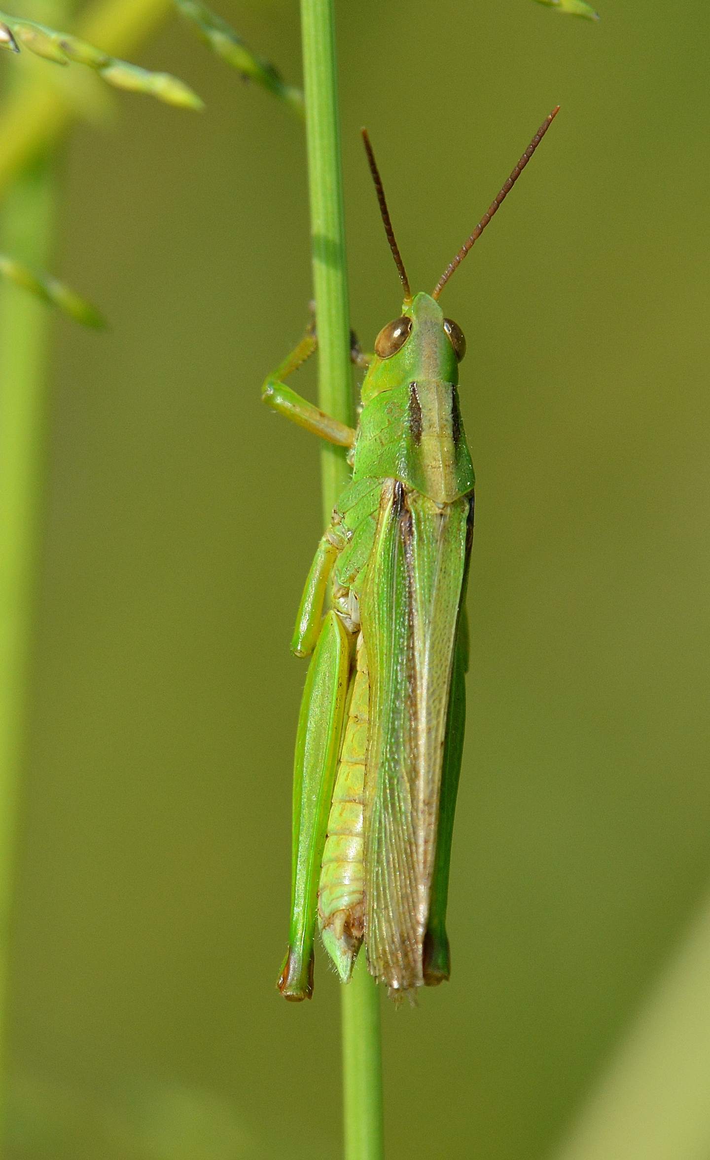 Acrididae;  cfr. Paracinema tricolor