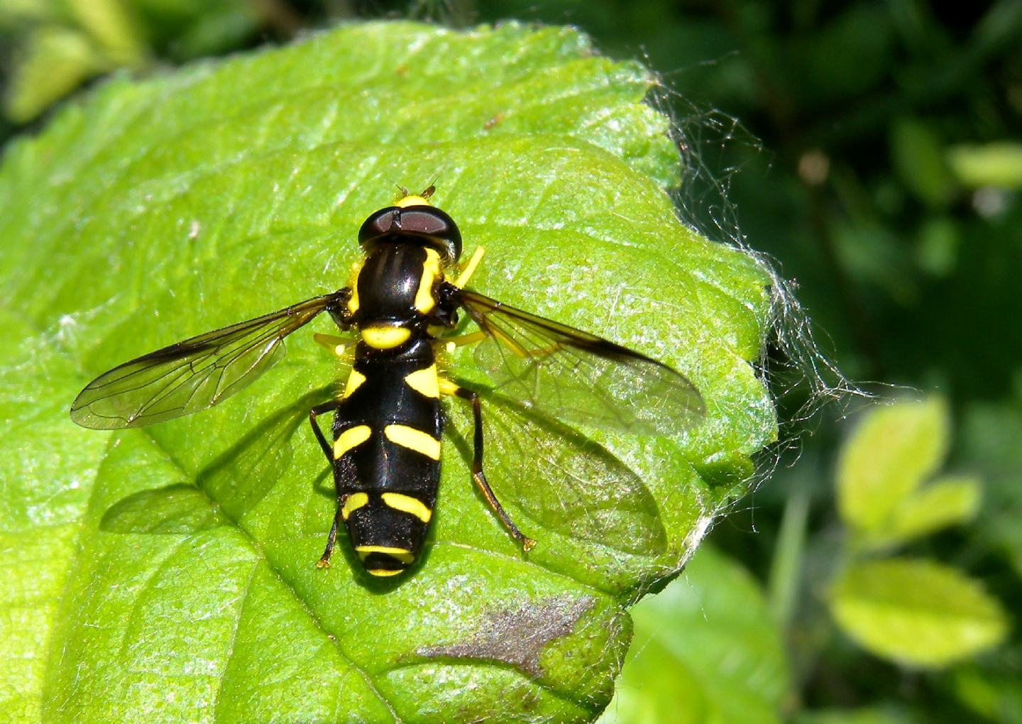 Syrphidae:  Xanthogramma ?   S,  Xanthogramma pedissequum, maschio