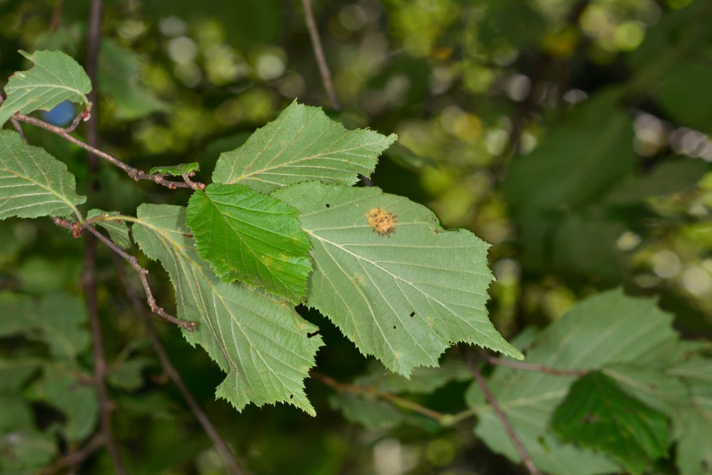 Foglie di Corylus avellana, Nocciolo (Betulaceae)