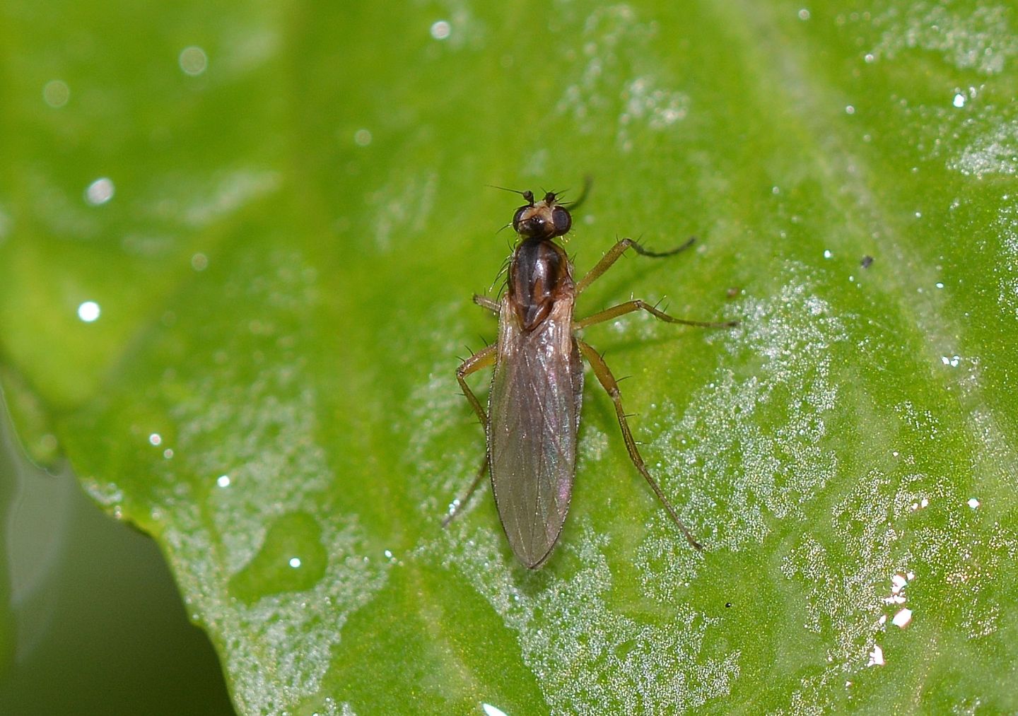 Lonchoptera sp.(Lonchopteridae)