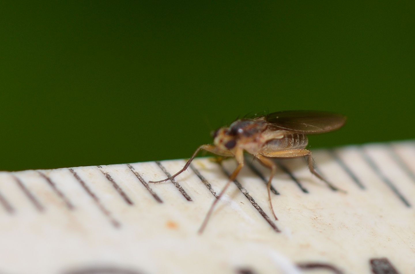 Lonchoptera sp.(Lonchopteridae)