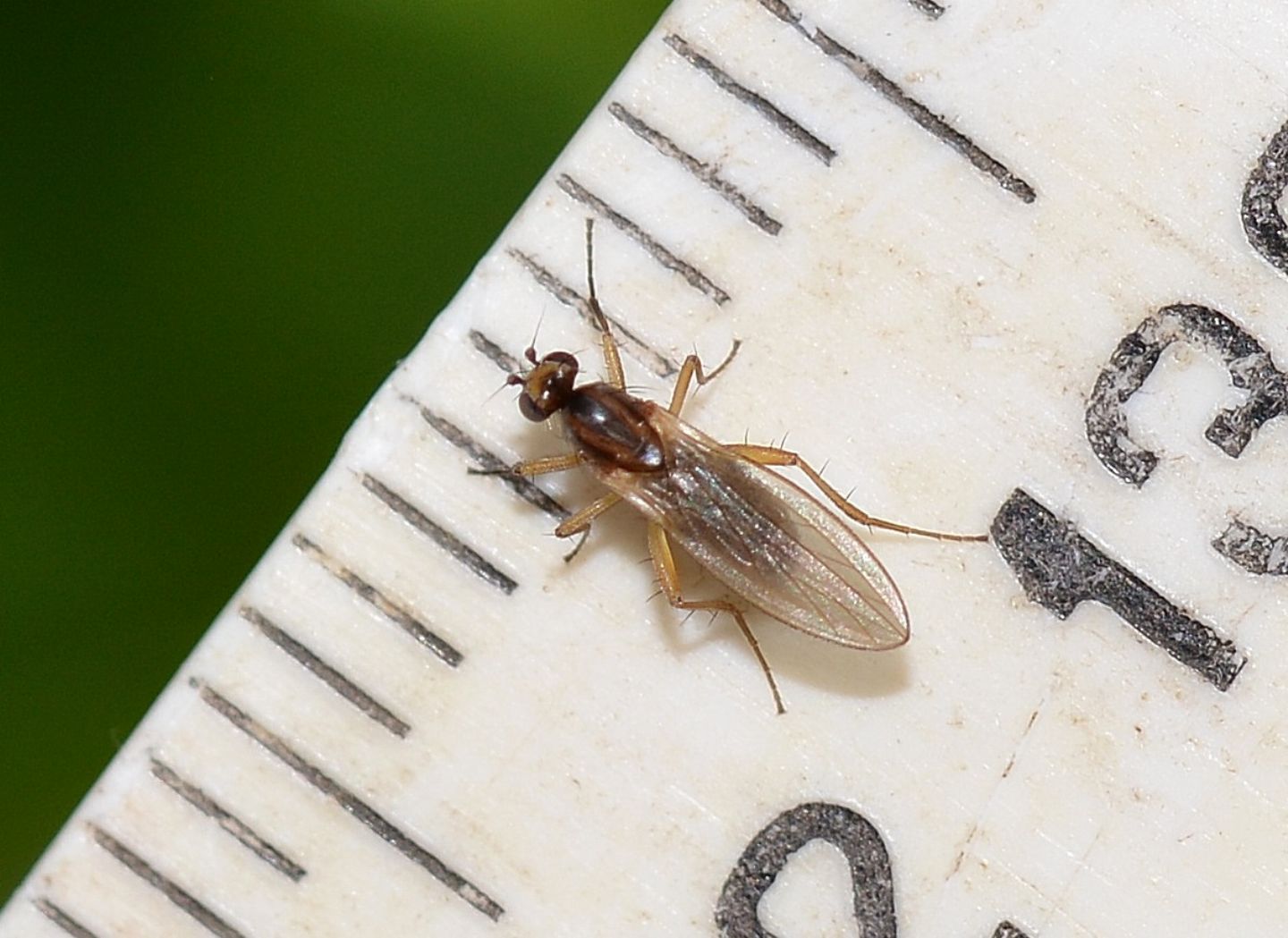 Lonchoptera sp.(Lonchopteridae)