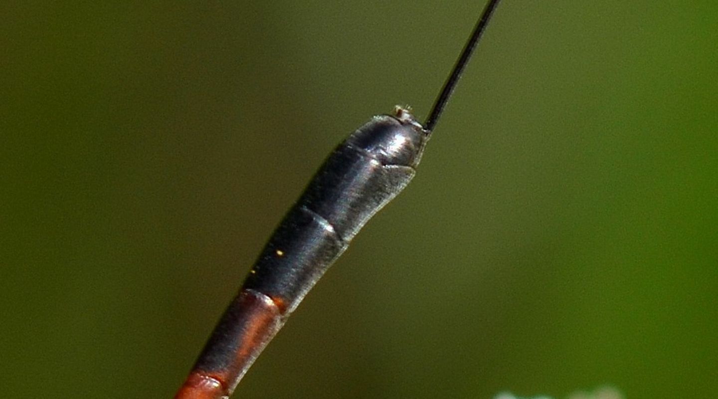 Gasteruptiidae: femmina di Gasteruption sp.
