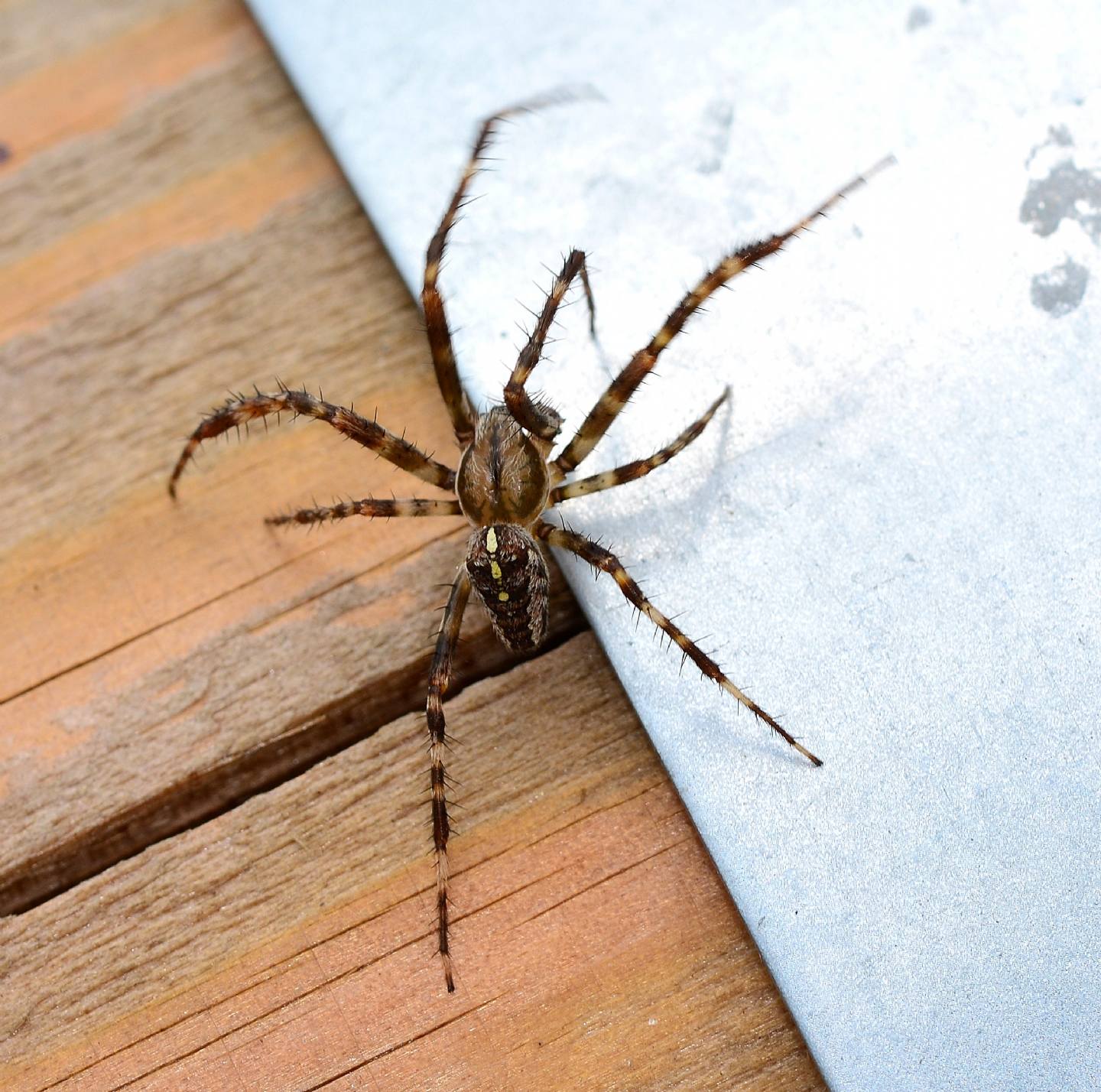 Araneus diadematus -  Rabbi S.Bernardo -(TN)