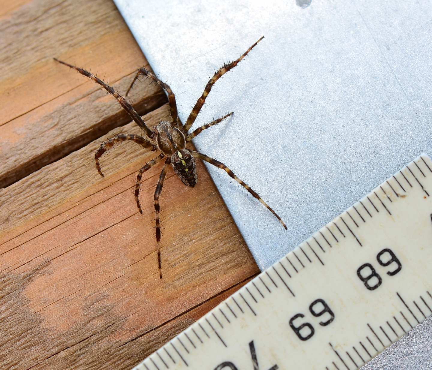 Araneus diadematus -  Rabbi S.Bernardo -(TN)