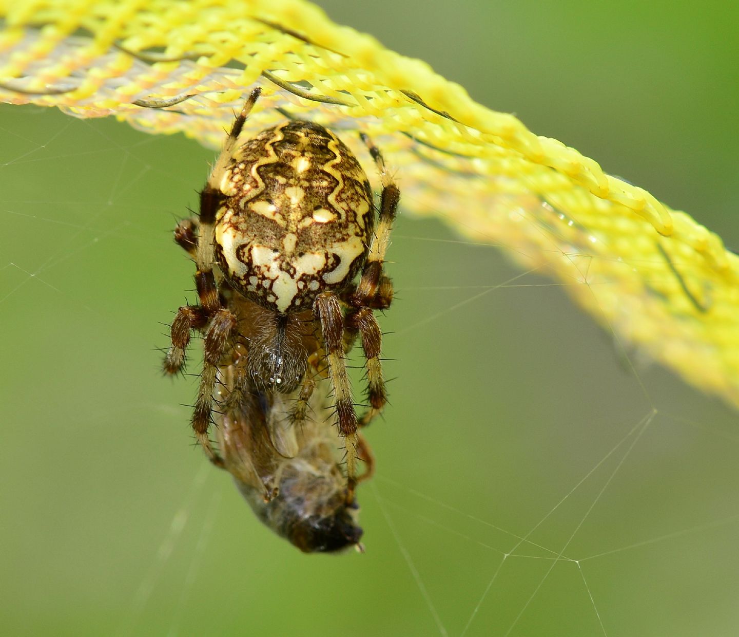 Araneus marmoreus con preda - Val di Rabbi - (TN )